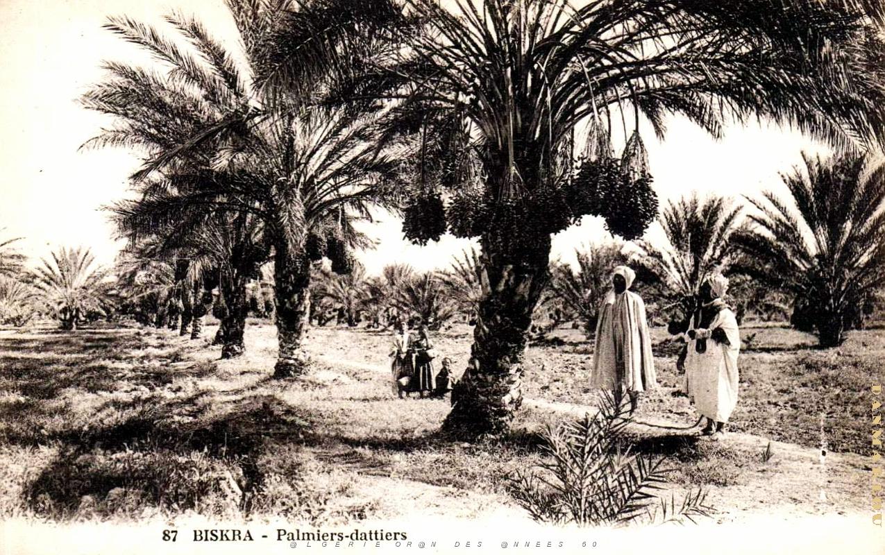 Biskra - Palmiers-Dattiers.jpg